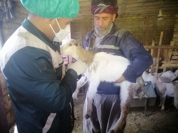 واکسناسیون  رایگان  دام سبک علیه بیماری تب مالت در راستای ایجاد ایمنی لازم در جمعیت دام سبک شهرستان اردکان